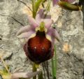 Ophrys biscutella